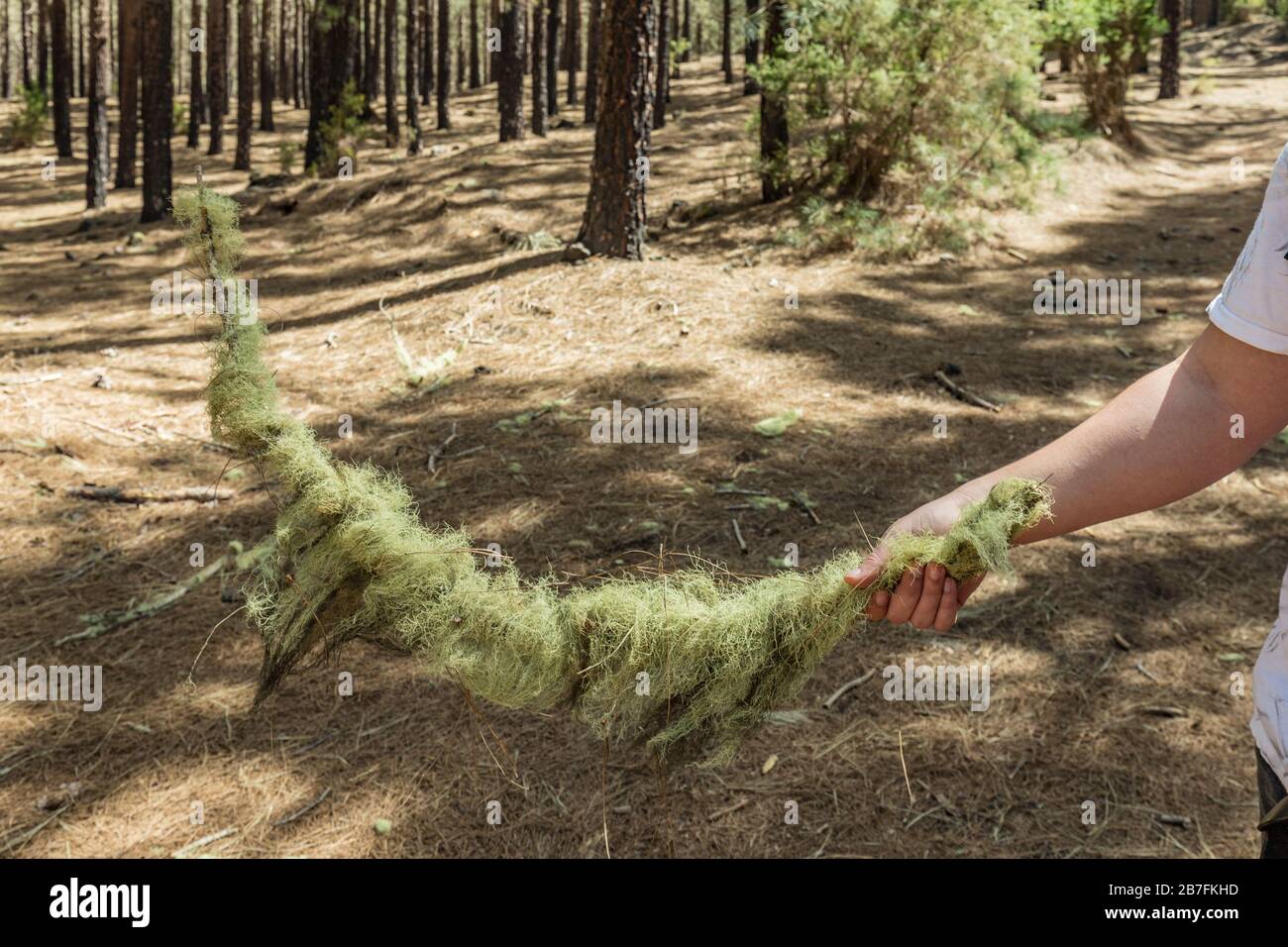 Il giovane viaggiatore tiene in mano un ramo curvo coperto di lechen Pine foresta con secco pine fronde aghi tappeto vicino al vulcano Arenas Negra Foto Stock