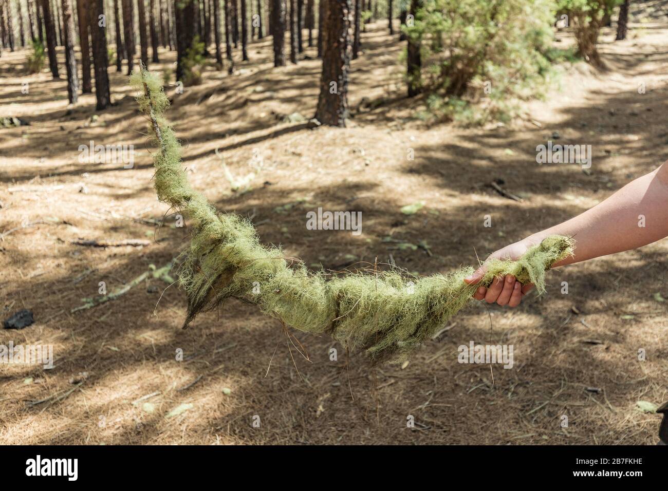 Il giovane viaggiatore tiene in mano un ramo curvo coperto di lechen Pine foresta con secco pine fronde aghi tappeto vicino al vulcano Arenas Negra Foto Stock