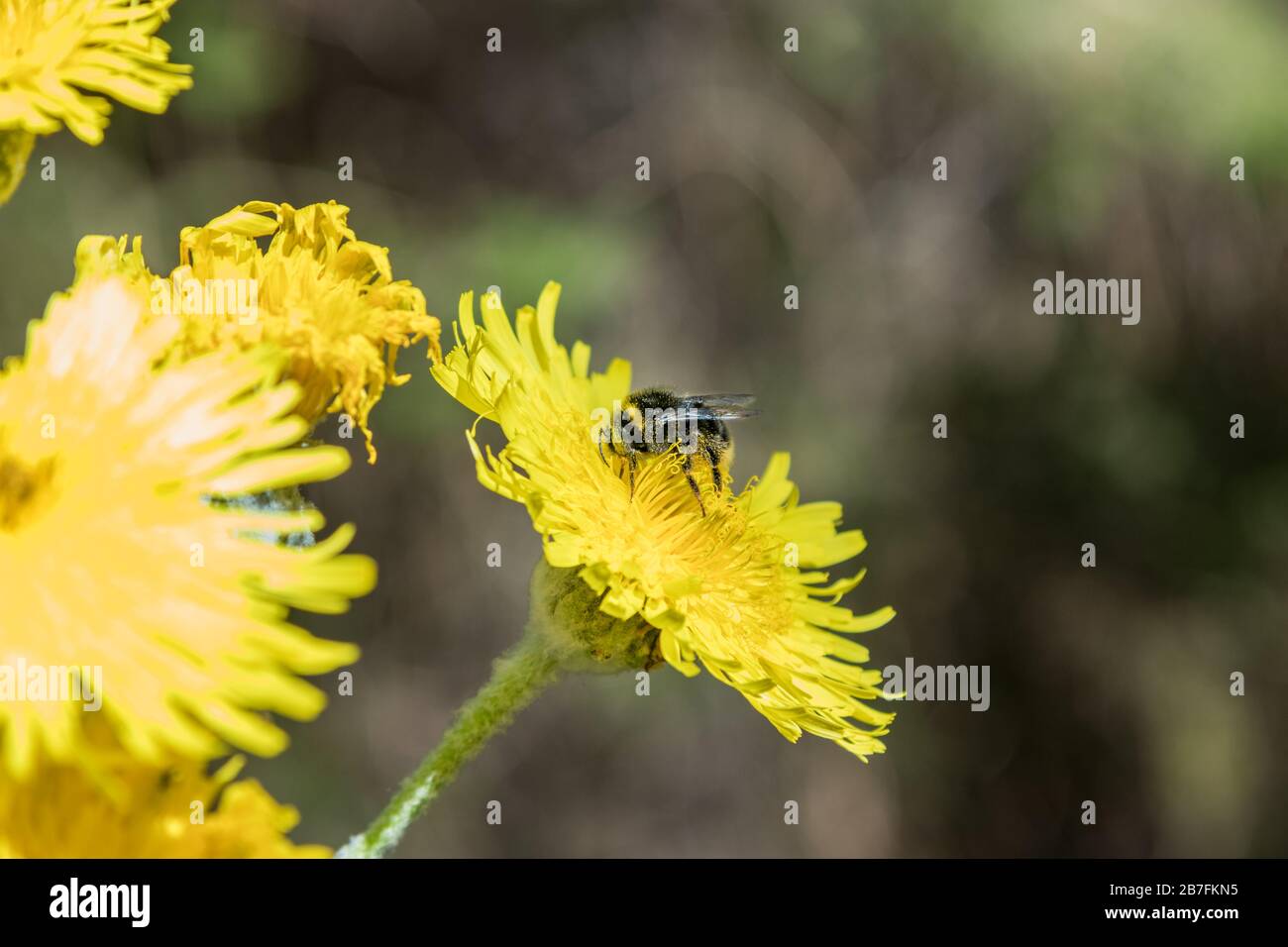 Dente di leone gigante fiorente. Bumblebee e api che volano intorno per raccogliere nettare. Primo piano, messa a fuoco selettiva. Pineta nelle montagne di tenero Foto Stock