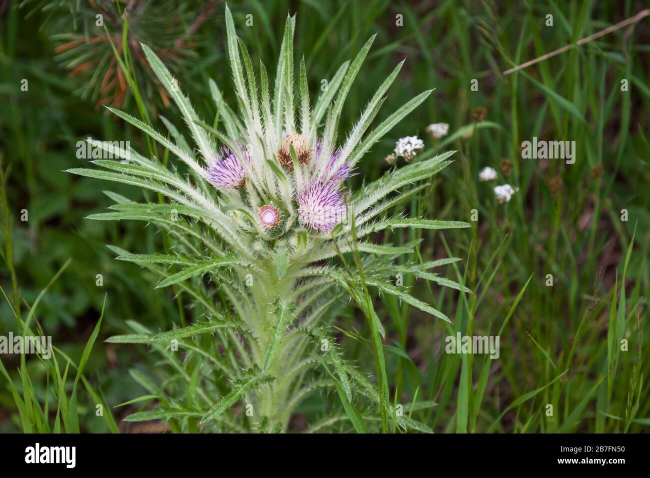 Una pianta selvatica del thistle con i fiori viola multipli sulla cima che cresce nel deserto del parco nazionale di Yellowstone, Wyoming. Foto Stock