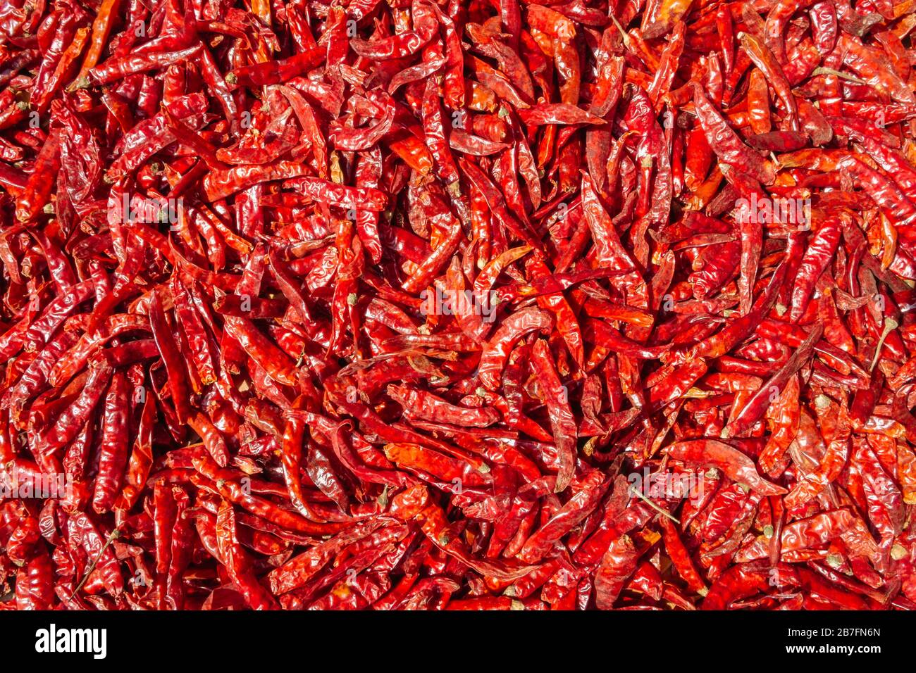 Texture sfondo e modello di peperoncino rosso caldo coltivato essiccato con Capsaicina. Vista dall'alto prodotto biologico locale, esterno naturale essiccazione al sole Foto Stock