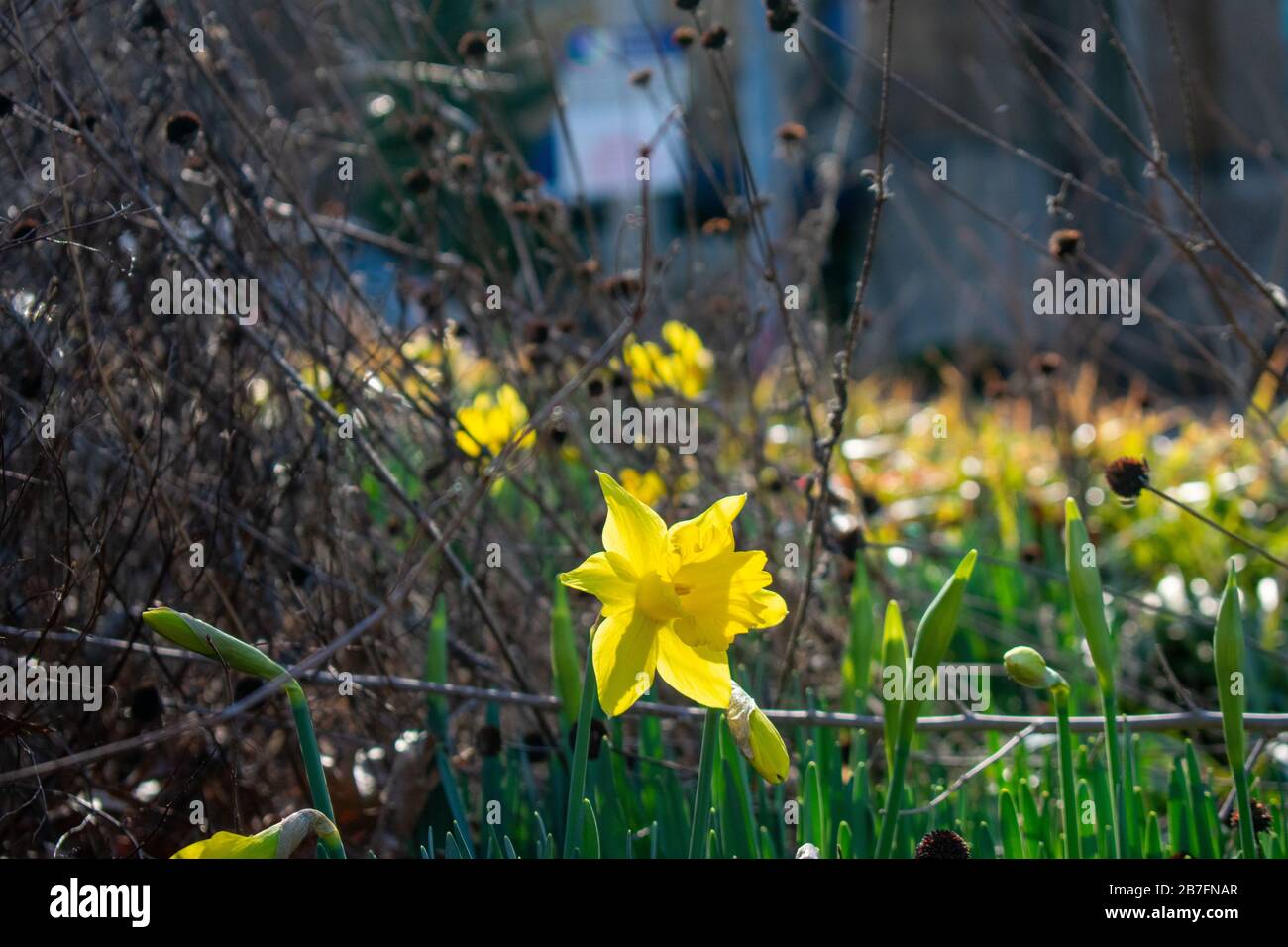 Un singolo tulipano giallo accanto ad altri tulipani che non sono completamente fioriti Foto Stock