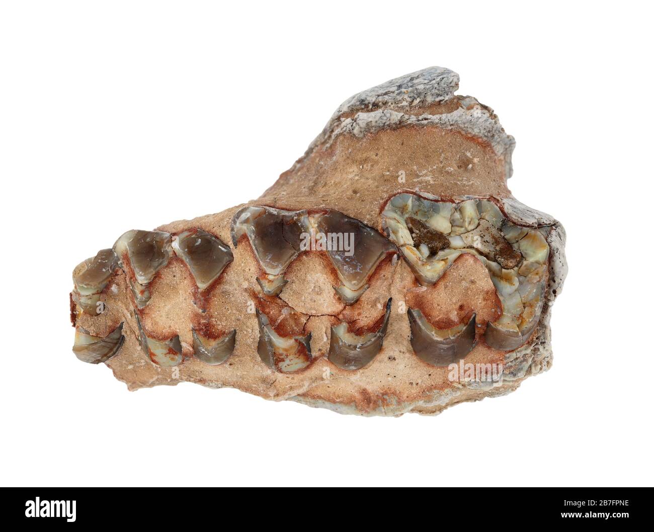 Denti fossili di un Oreodont (Merycoidodon) in matrice di pietra. Questi mammiferi erbivori estinti, simili a suini, vivevano nell'epoca tardo-eocenica fino all'epoca precoce del Miocene Foto Stock