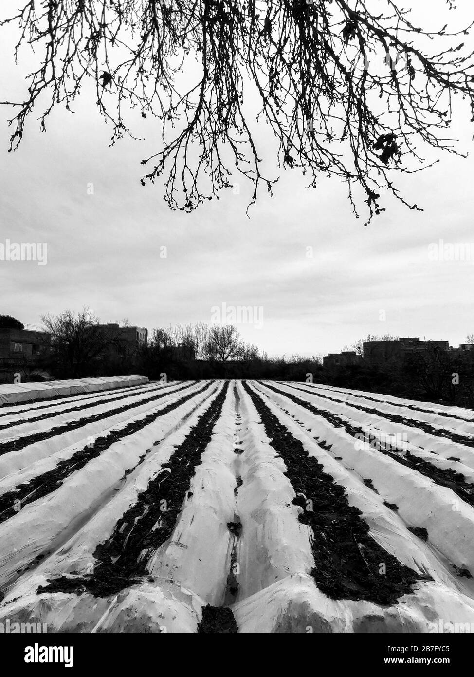 Terreno agricolo bianco e nero Foto Stock