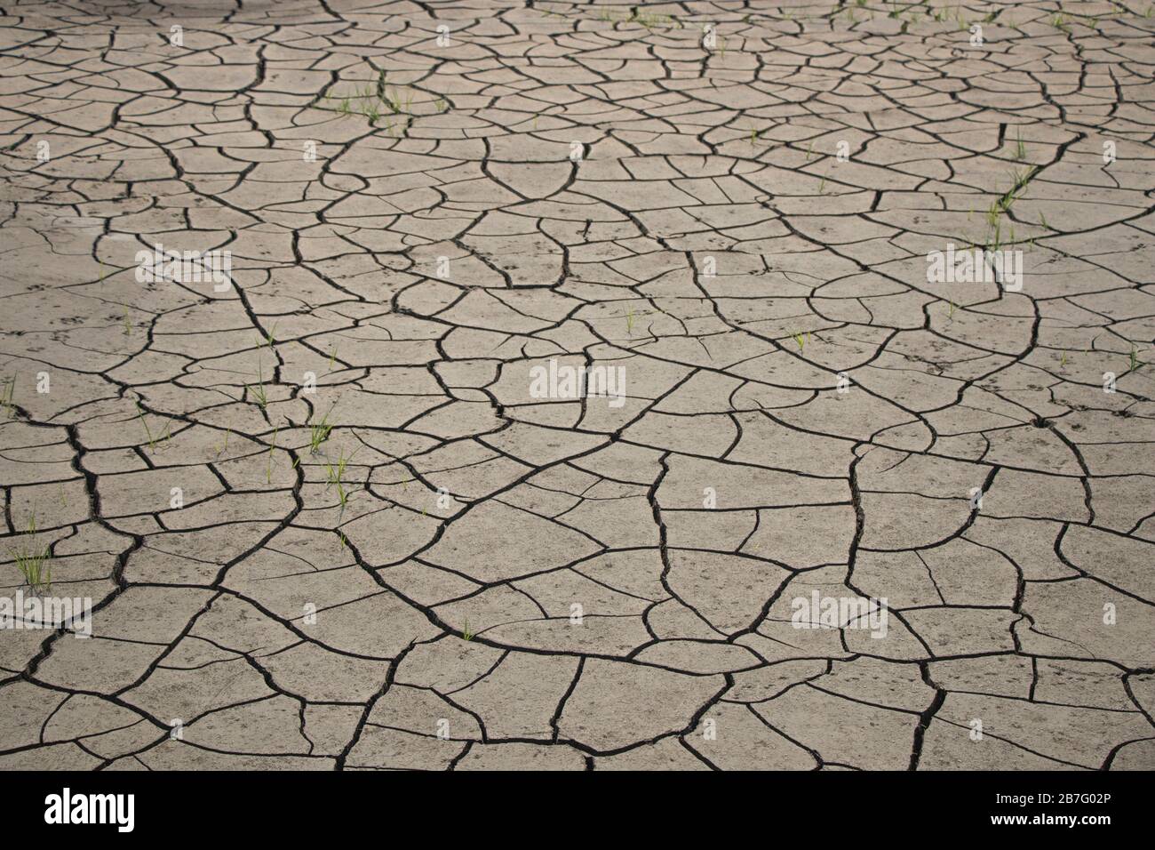 I modelli di suolo incrinato stanno mostrando l'effetto della siccità e del cambiamento climatico in Bangladesh. Il terreno agricolo diventa incrinato a causa di una mancanza di irrigazione. Foto Stock