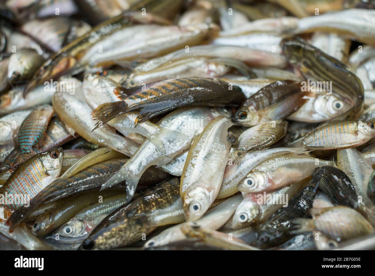 Una donna del Bangladesh che pulisce specie di pesci indigeni che è una fonte molto importante di microelementi per la madre incinta e che allatta. Foto Stock