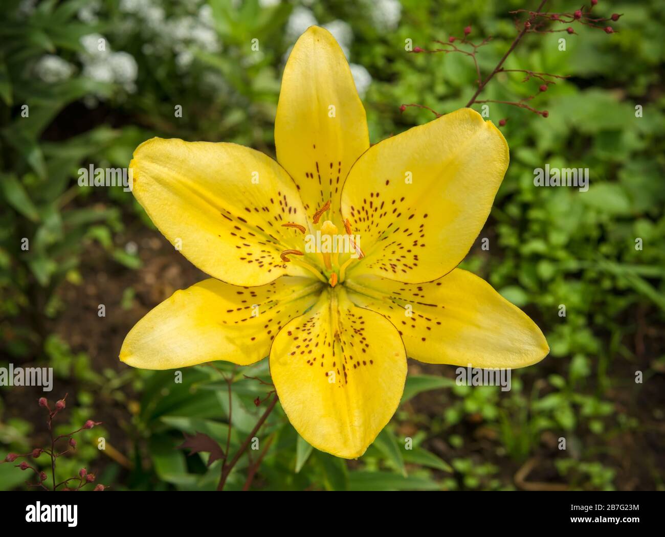 Fiore giallo giglio in estate in giardino Foto Stock