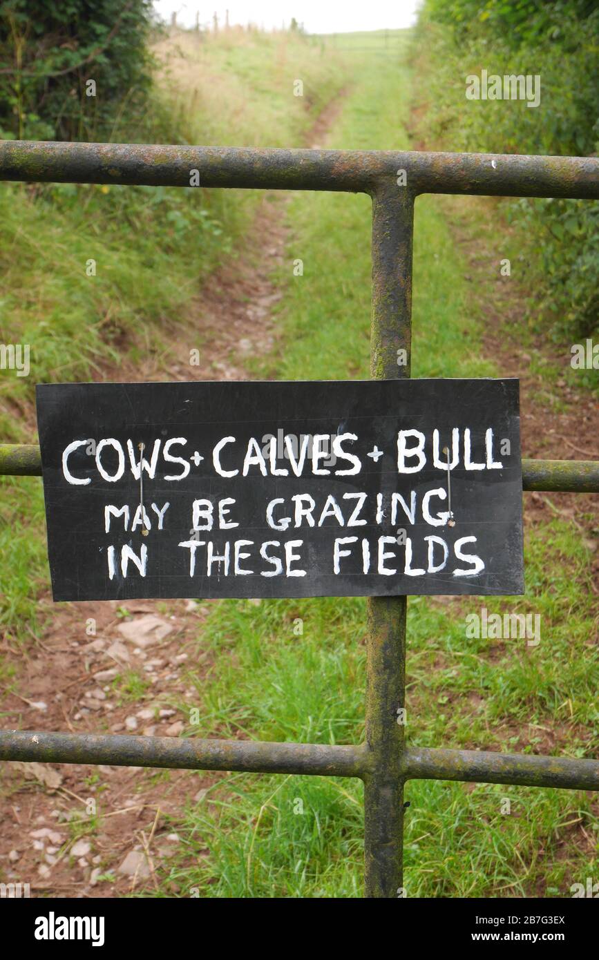 Segnale di avvertimento, mucche, vitelli, bull in Field, Herefordshire, Inghilterra Foto Stock