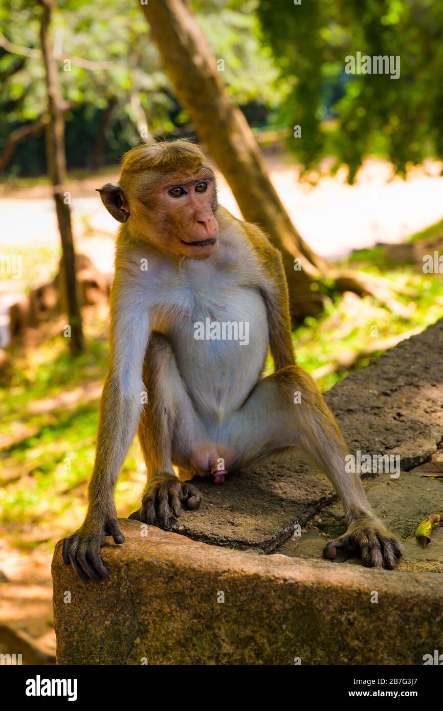 Sri Lanka Ceylon Triangolo Culturale Anuradhapura Polonnaruwa Rankot Vihara primate selvatico Toca Macaca Macaca scimmia Sinica Foto Stock
