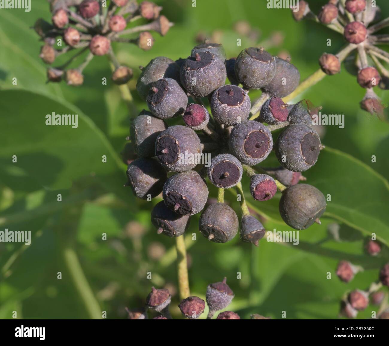 Hedera Helix. Comune Ivy Berries. Foto Stock