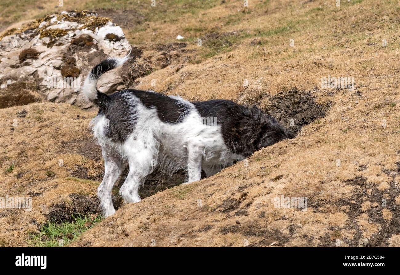 Terrier che esplora un buco di coniglio. Foto Stock