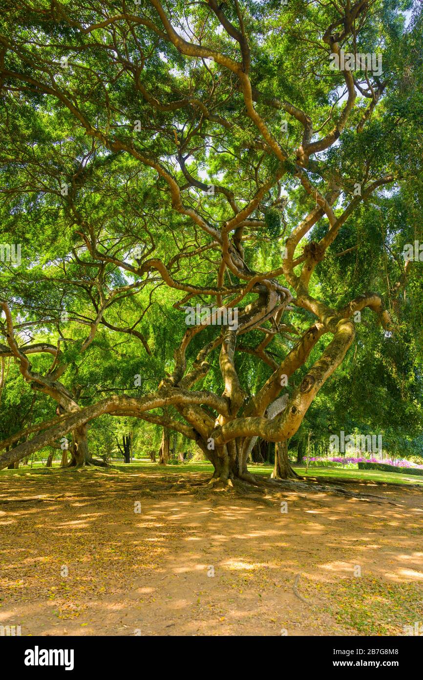 Asia meridionale Sri Lanka Royal Botanical Gardens Perradeniya ha iniziato 1371 Re Wickramabahu gigante vecchio Benjamin Fig albero Ficus Carica Benjamina Foto Stock