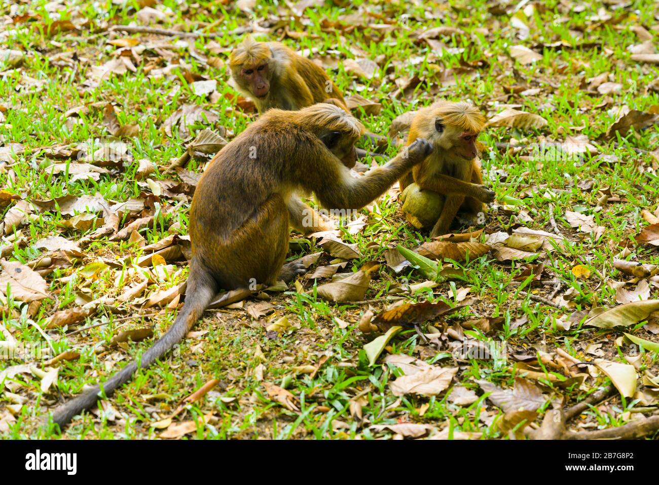 Asia meridionale Sri Lanka Royal Botanical Gardens Perradeniya ha iniziato 1371 re Wickramabahu scimmie selvatiche toque macaque Macaca Sinica Foto Stock