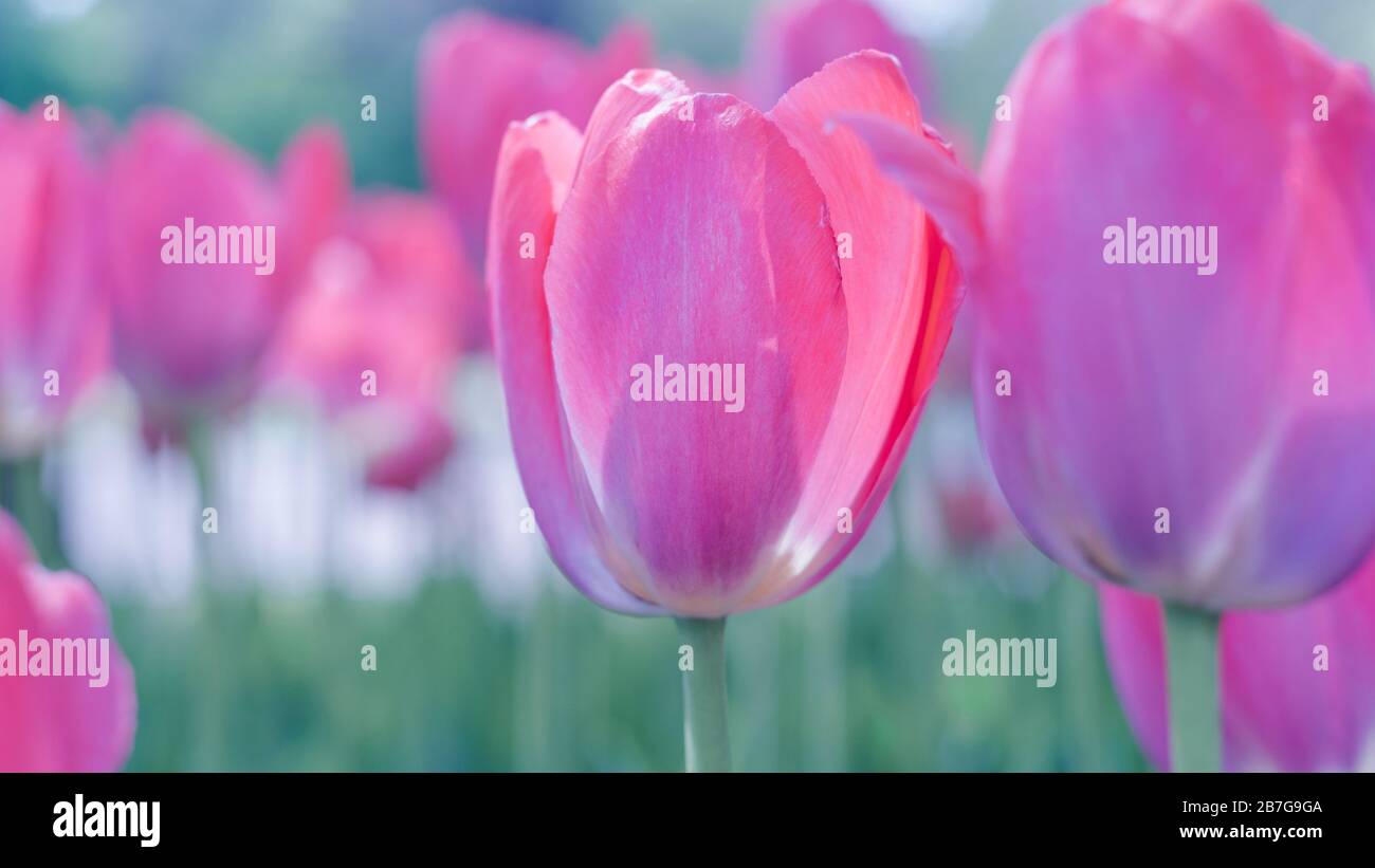 fiori di tulipano primaverile in giardino, atmosfera romantica e sognante, lilla e acqua menthe colori Foto Stock