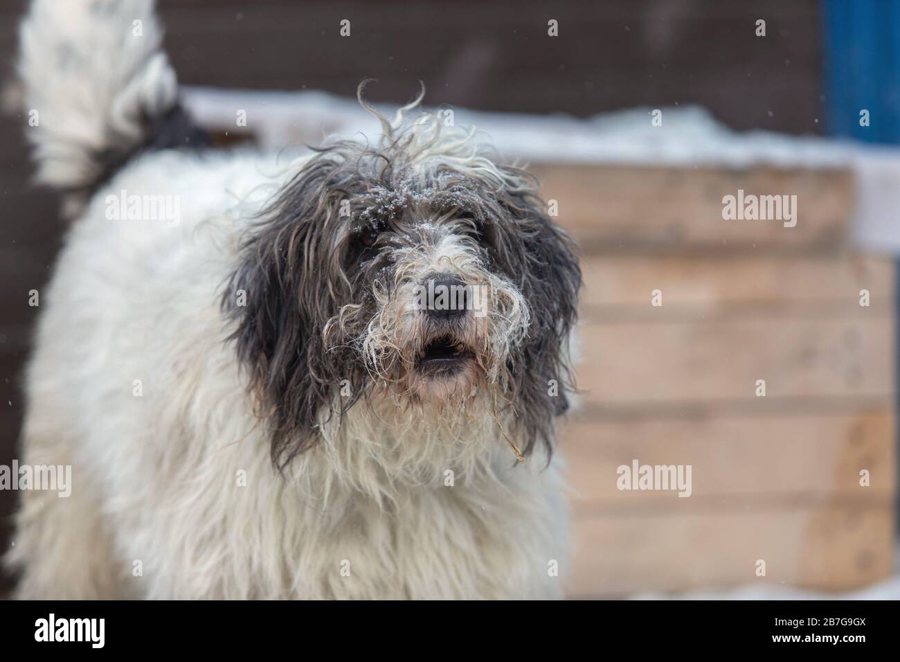 Cane da riparo animale in attesa di essere adottato. Foto Stock