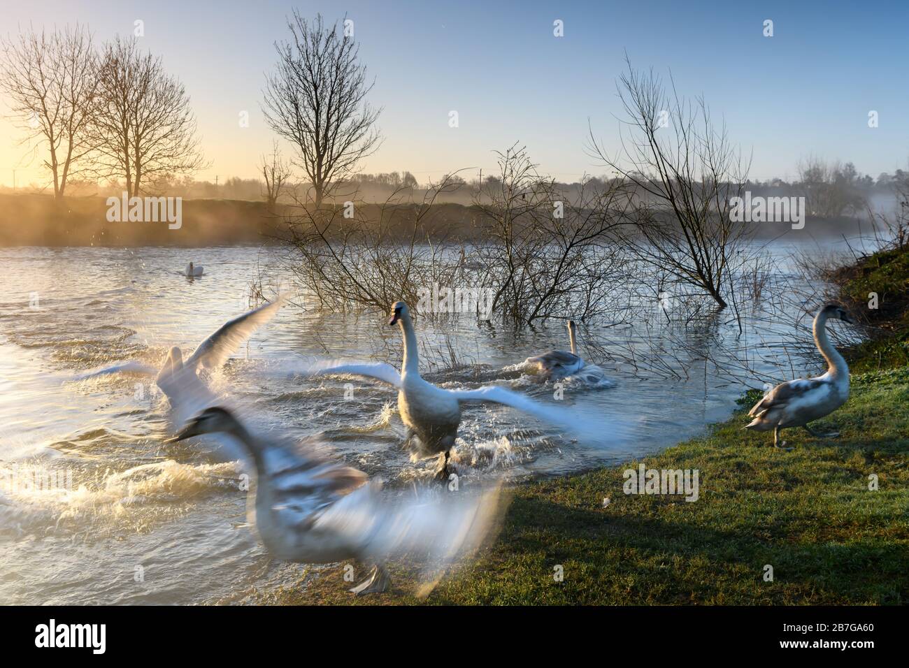 Cigni su un fiume misterioso in Inghilterra Foto Stock