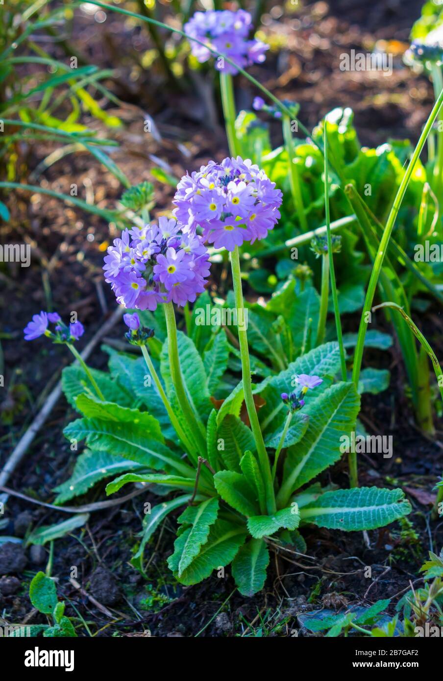 Un grumo di primrose semi-sempreverde di candelabri che crescono in un giardino suburbano nell'Irlanda del Nord nel Regno Unito Foto Stock