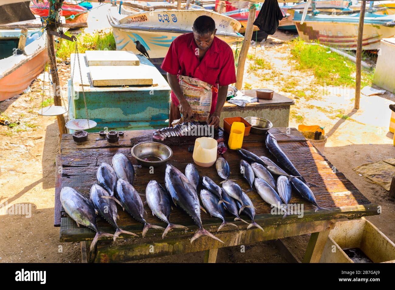 Sud Asia Sri Lanka Fort Galle centro città coloniale vecchio porto antico porto pesce fresco legno stallo pescatore pescatore affettare tonno spiaggia barche Foto Stock