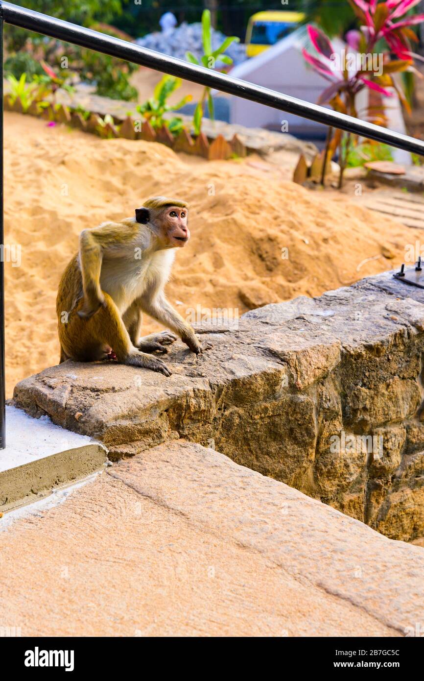 Asia del sud Sri Lanka templi della grotta di Dambulla Ceylon dal 1st secolo 5 templi di roccia selvaggia Toque Macaque Macaca Sinica scimmie scimmia seduta sul muro Foto Stock
