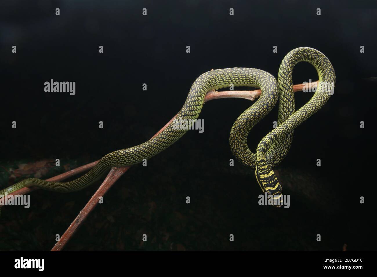 Serpente volante d'oro, ornata Chrysopelea Foto Stock