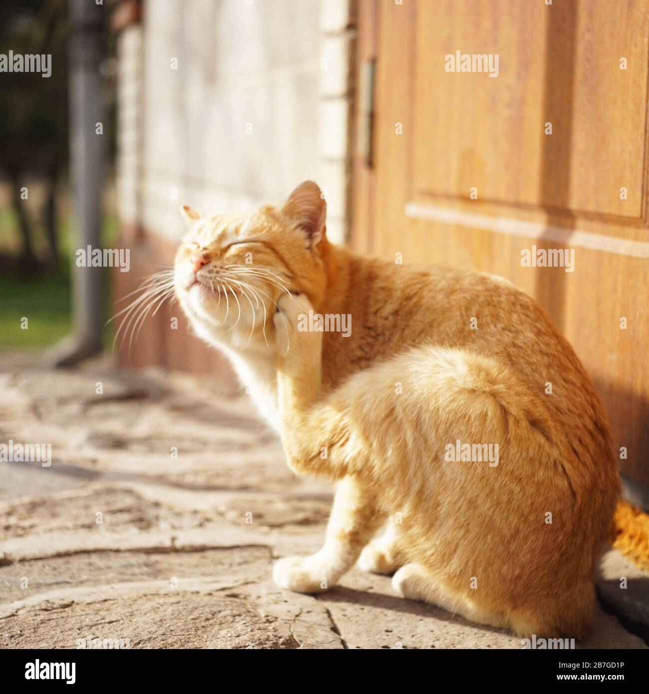 La zampa rossa del gatto graffia dietro l'orecchio. Pulci e zecche in animali domestici Foto Stock