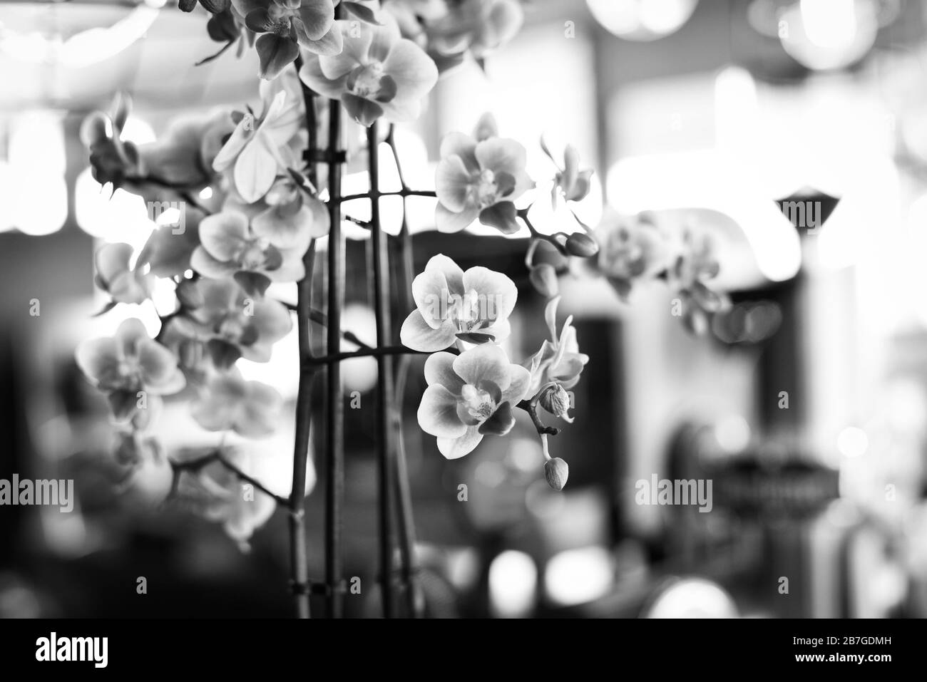 bellissimo fiore naturale orchidea Foto Stock