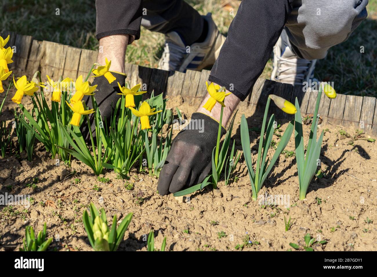 le mani dell'uomo che sta facendo una certa cura del giardino hanno erbato fuori intorno ai fiori del daffodil Foto Stock