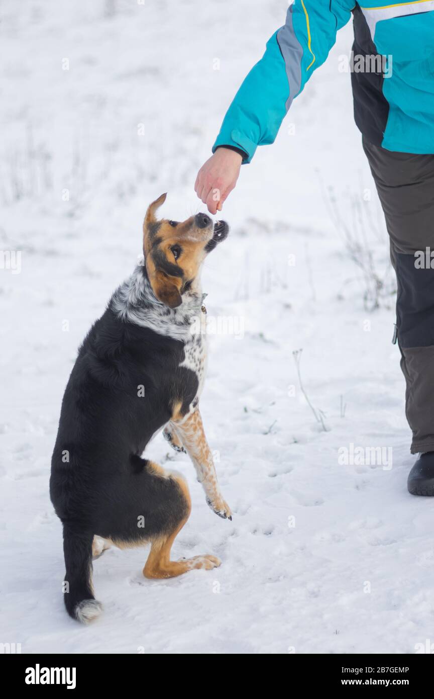 Master mano che alimenta il cane di razza mista nero durante il gioco all'aperto durante la stagione invernale Foto Stock