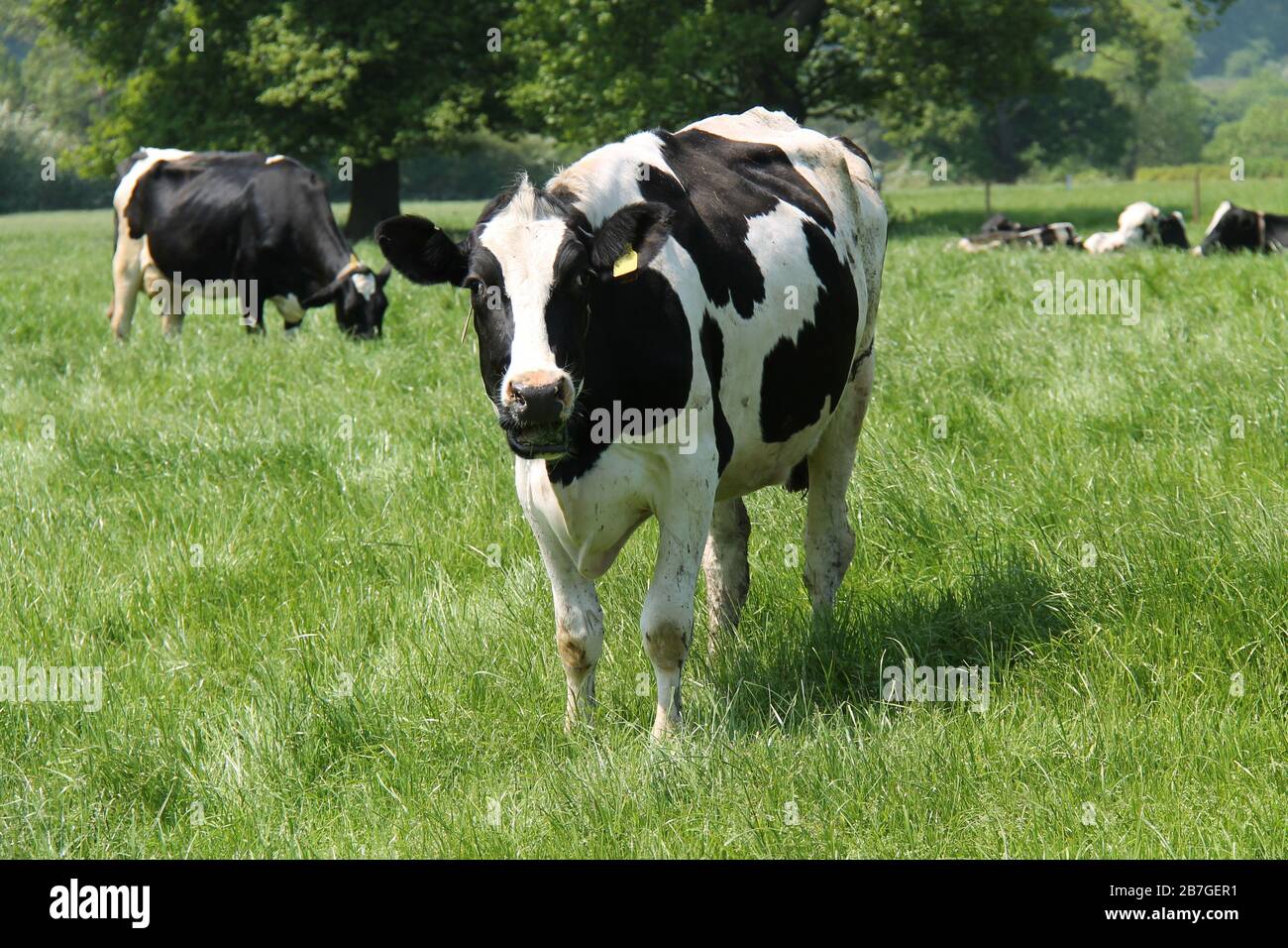 Una mucca bianca e nera nel prato di una fattoria. Foto Stock