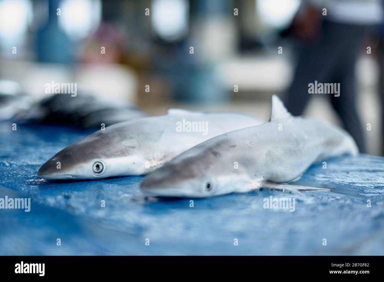 Piccolo squalo per bambini in vendita al mercato del pesce Foto Stock