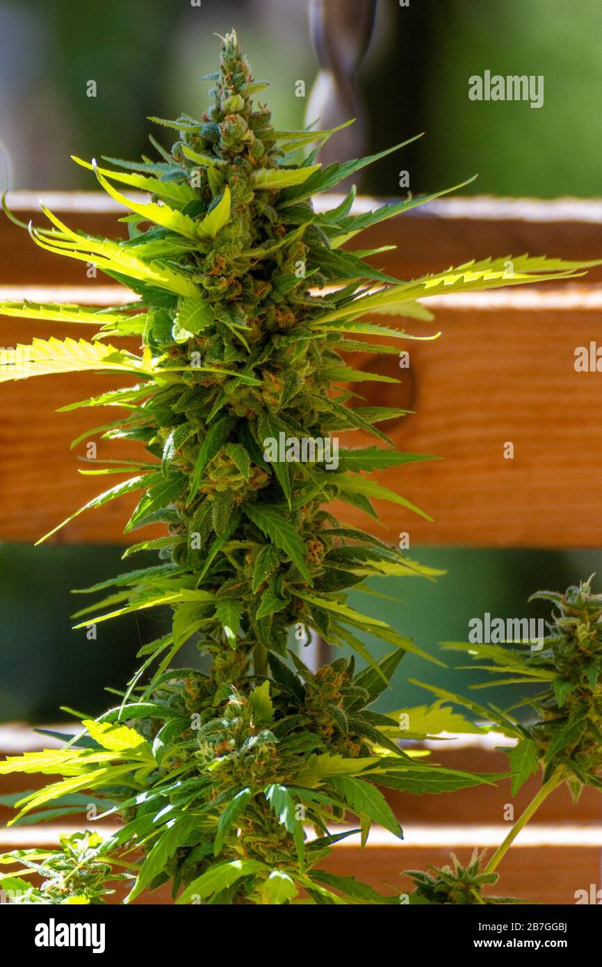 Bocciolo verde di marijuana in una giornata di sole, luce legale marijuana in Svizzera, con sfondo in legno Foto Stock