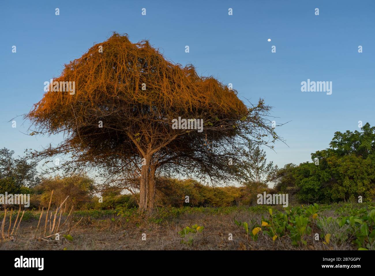 Albero che brucia. Era la prima volta che vidi questo tipo di albero. Isola di Sumba, Indonesia Foto Stock