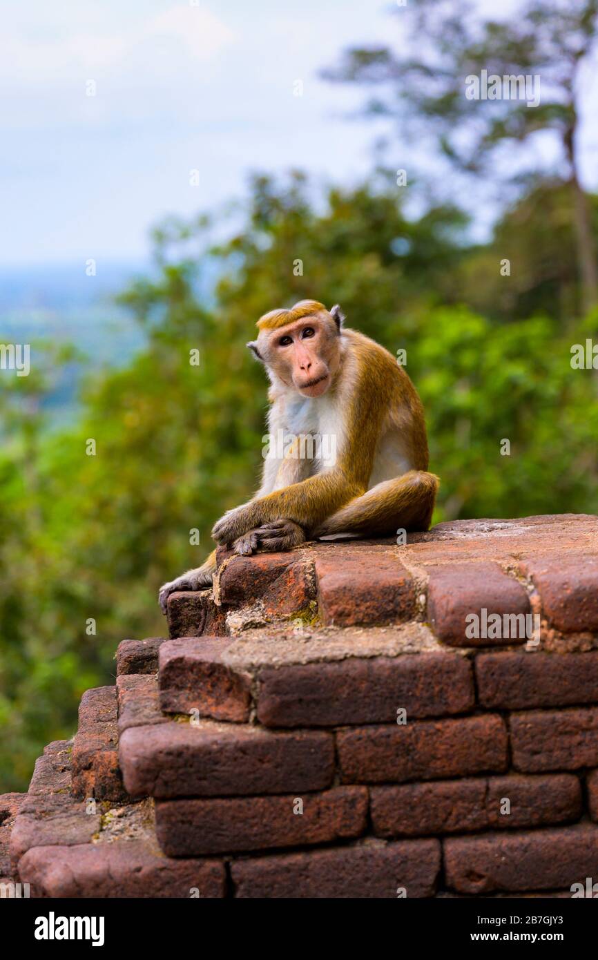 Asia Sri Lanka Sigiriya Rock Wild Toque Macaque Macaca Sinica scimmia fauna seduta su muro di mattoni rossi Foto Stock