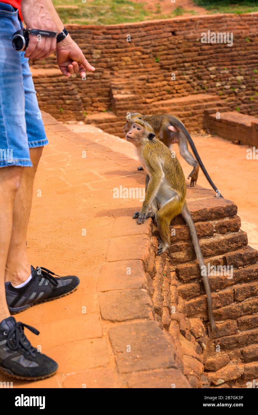 Asia Sri Lanka Sigiriya Rock Palace complesso rovine selvaggio Toque Macaque Macaca Sinica scimmie dettaglio scale passi mattoni rossi alberi turistico Foto Stock