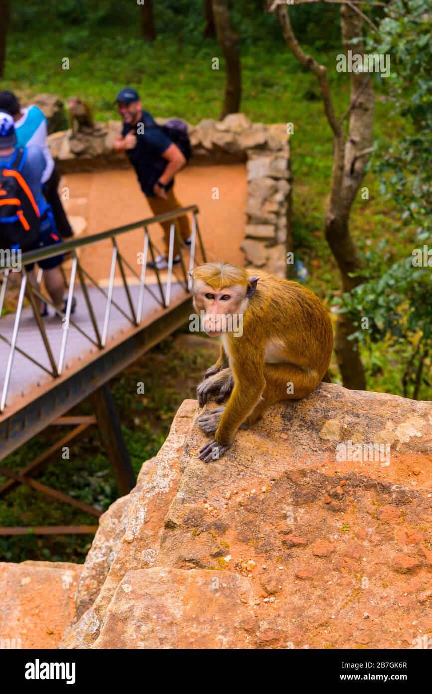 Asia Sri Lanka Sigiriya Rock Scala di metallo selvaggio Toque Macaque Macaca Sinica scimmia seduta fauna turisti persone Foto Stock
