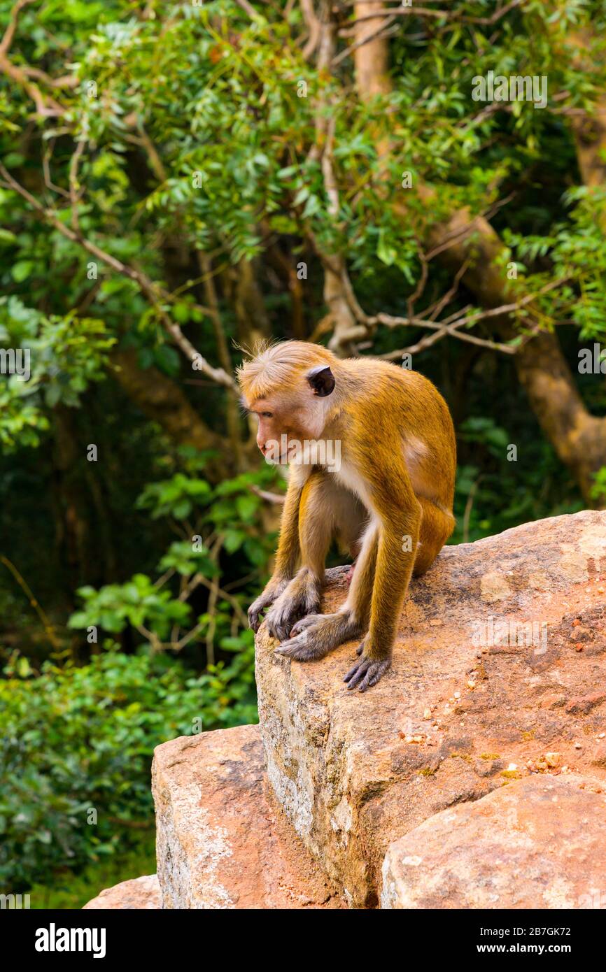 Asia Sri Lanka Sigiriya Rock Wild Toque Macaque Macaca Sinica scimmia fauna seduta su masso di roccia Foto Stock