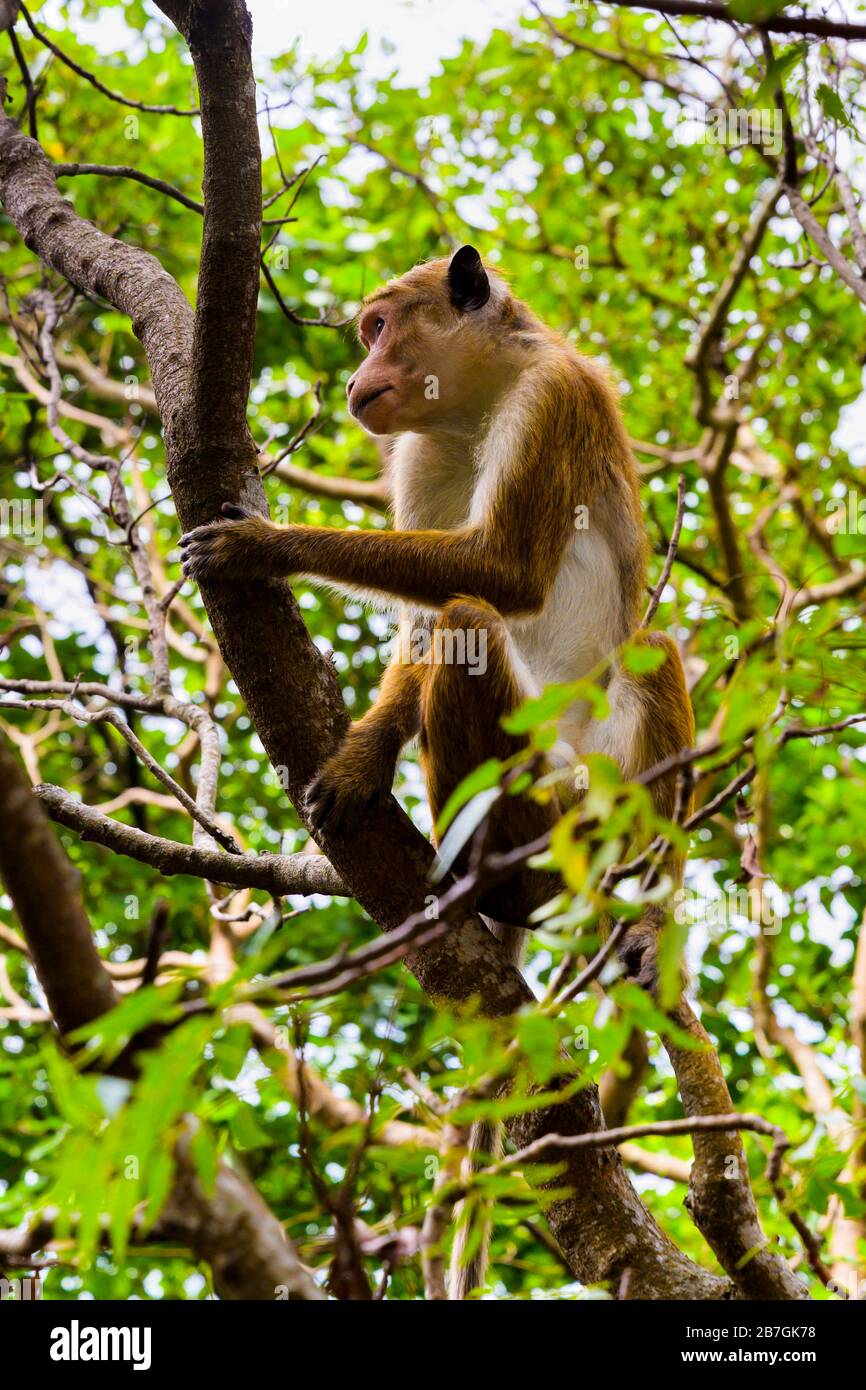 Asia Sri Lanka Sigiriya Rock Wild Toque Macaque Macaca Sinica scimmia fauna in rami di albero fronde Foto Stock
