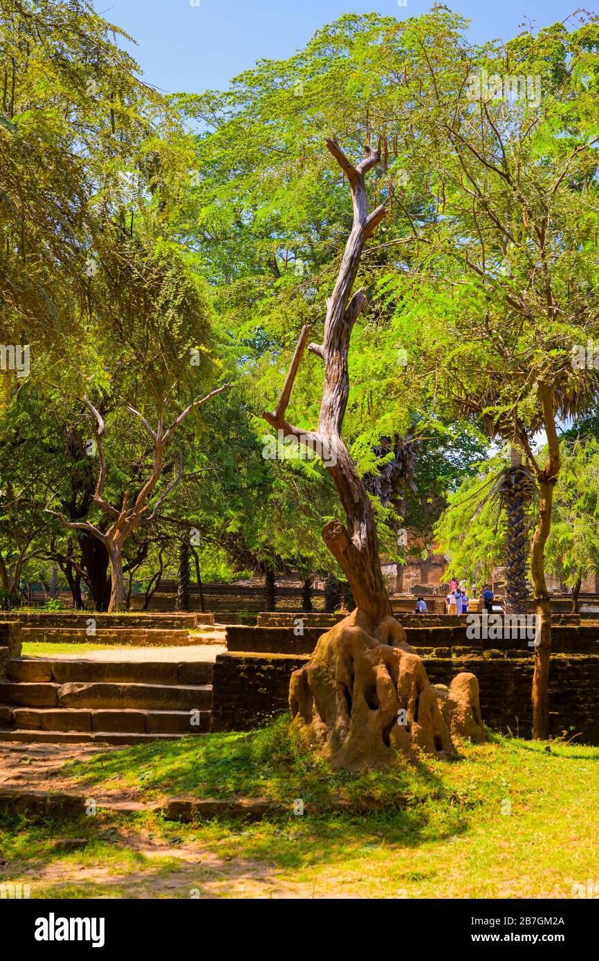 Asia Sri Lanka Polonnaruwa terreni di Nandana Uyana Parco del re Parakramabahu il grande albero morto termite nido gradini rovine blu cielo turisti Foto Stock