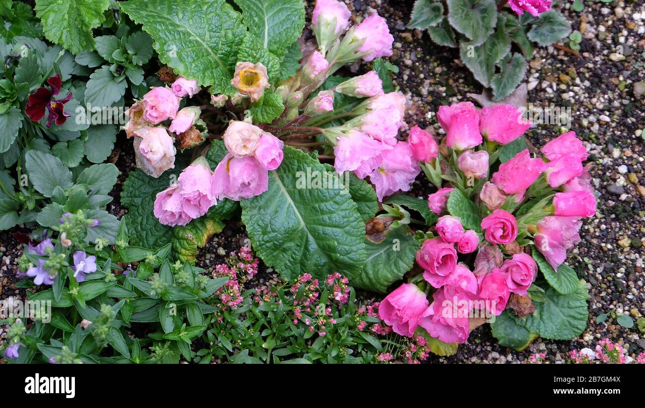 Fiori rosa cute che crescono a terra. Foto Stock