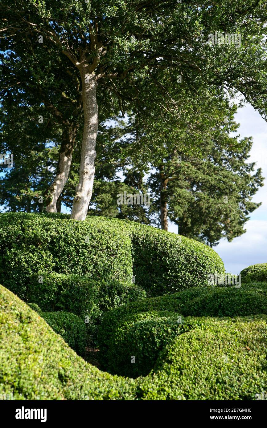 Buxus / Box forme topiary con alberi, Les Jardins de Marqueysssac, Dordogna, Francia Foto Stock