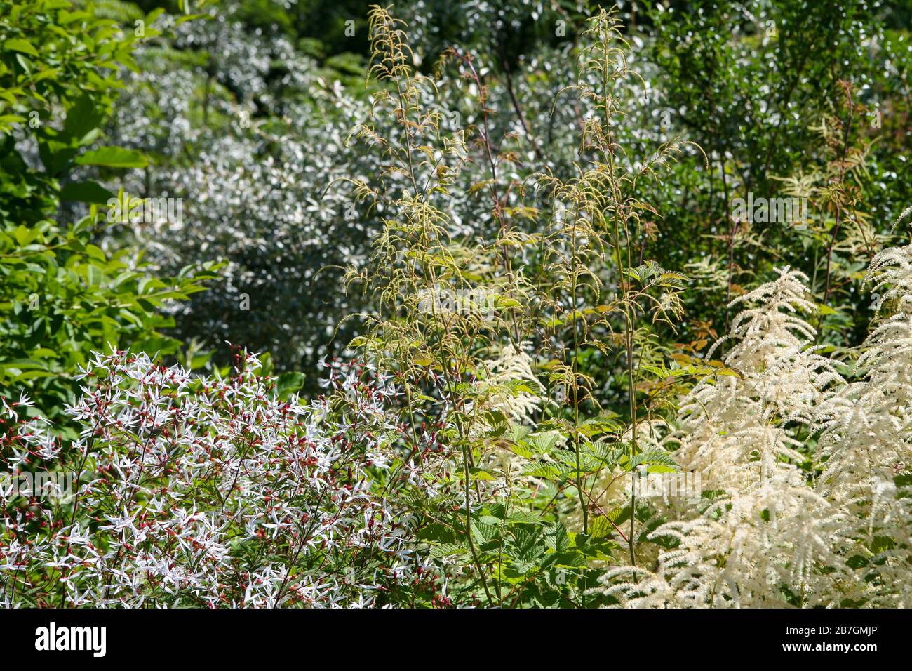 Schema di piantagione erbacea, giardino bianco, tavolozza di colori mutata Foto Stock