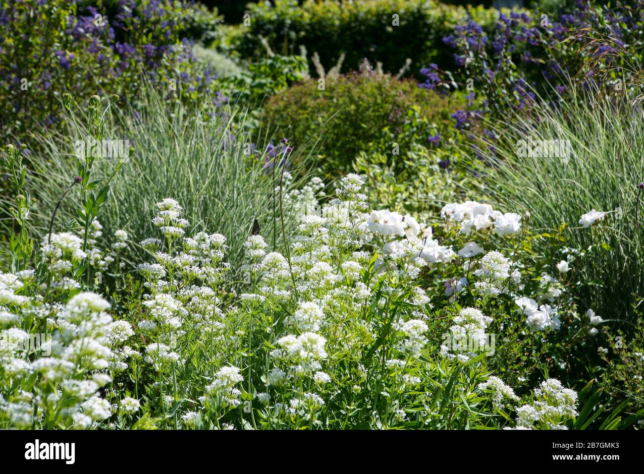 Centranthus ruber 'Albus', Miscanthus sinensis, bianco, blu, viola, argenteria schema di piantagione, bordo erbaceo in un giardino Foto Stock