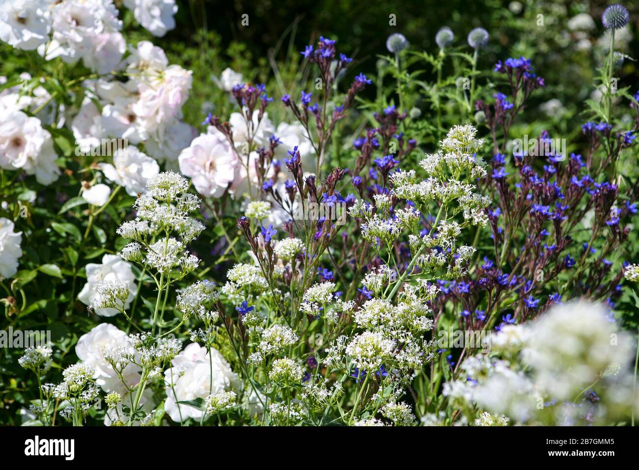 Schema di piantagione blu e bianco / combinazione bordo erbaceo in un giardino Foto Stock