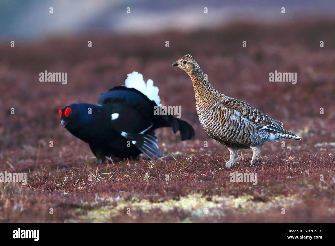 BLACK GROUSE, SCOZIA, REGNO UNITO. Foto Stock