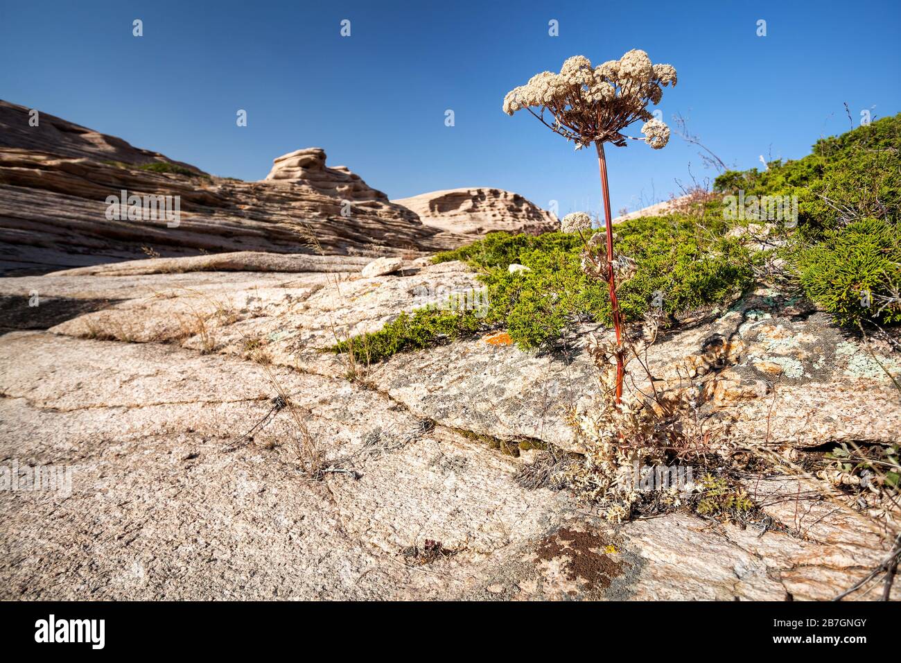 Desert flower al vulcano estinto Bektau Ata, in Kazakistan Foto Stock