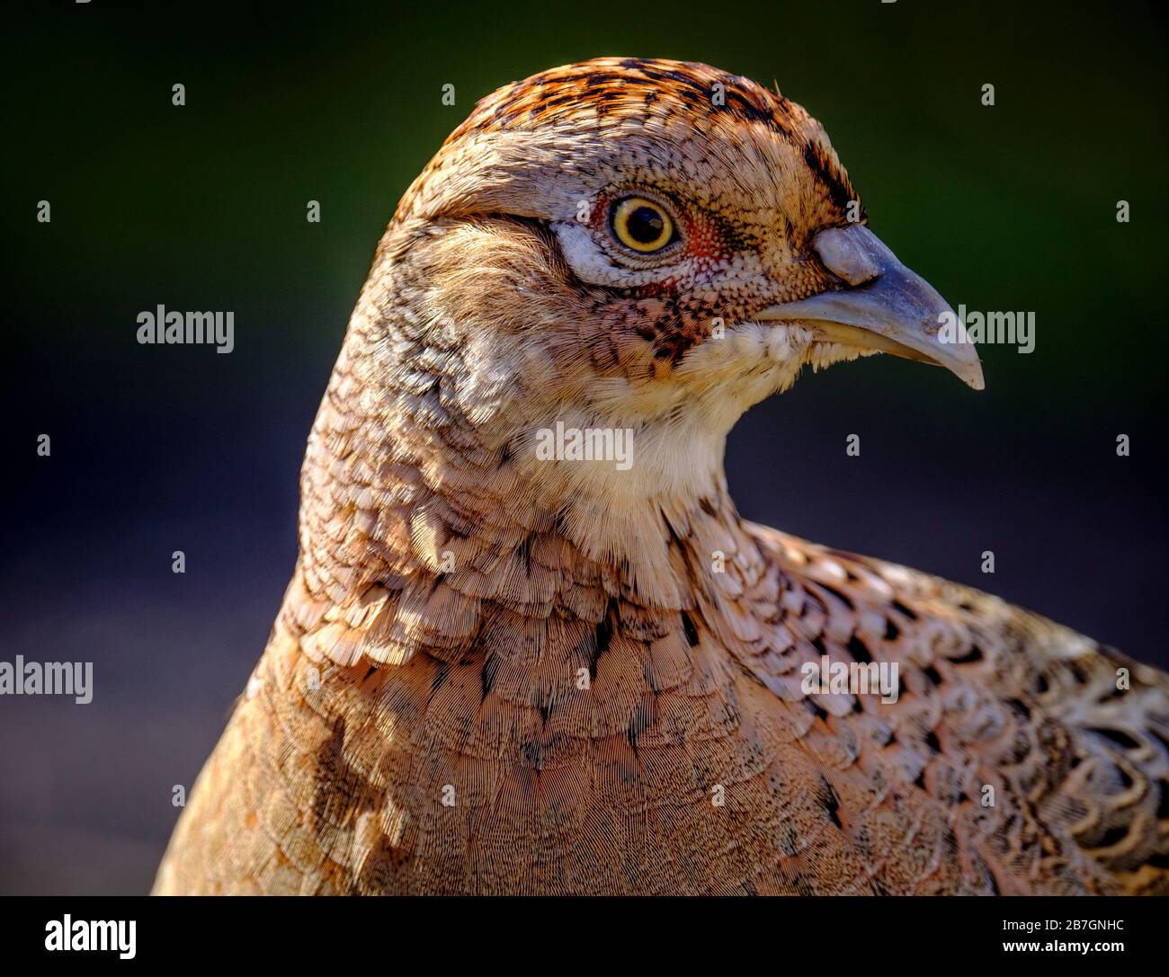 Fagiano femmina (Phasianus colchico) nel Lanarkshire meridionale, Scozia Foto Stock