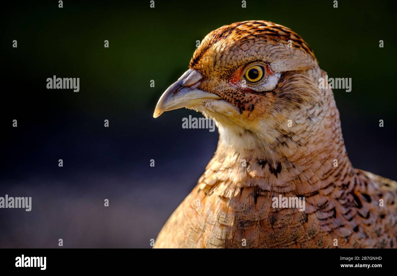 Fagiano femmina (Phasianus colchico) nel Lanarkshire meridionale, Scozia Foto Stock