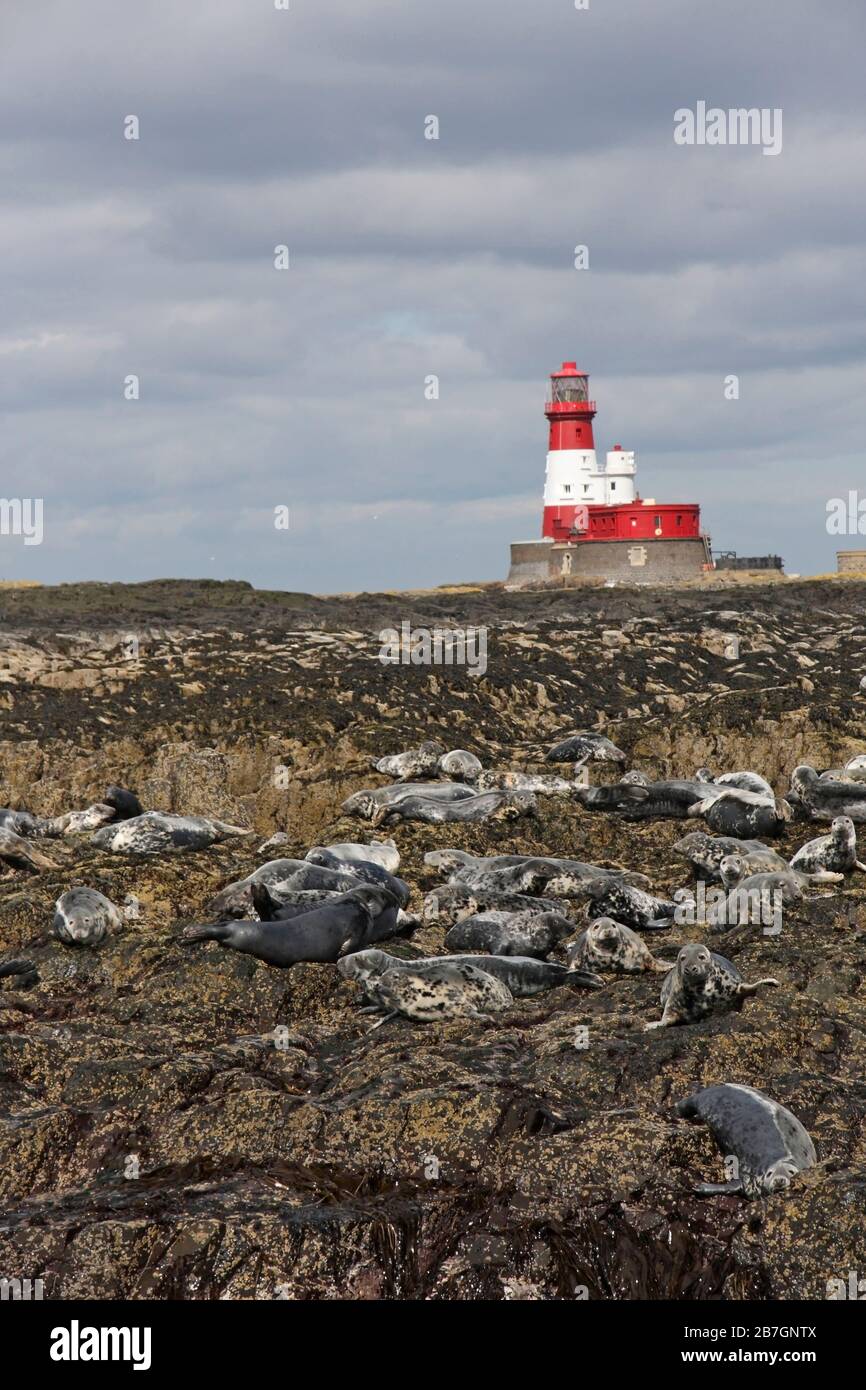 Il gruppo GRAY SEAL (Halichoerus grypus) si è tirato fuori vicino al faro di Longstone, Regno Unito. Foto Stock