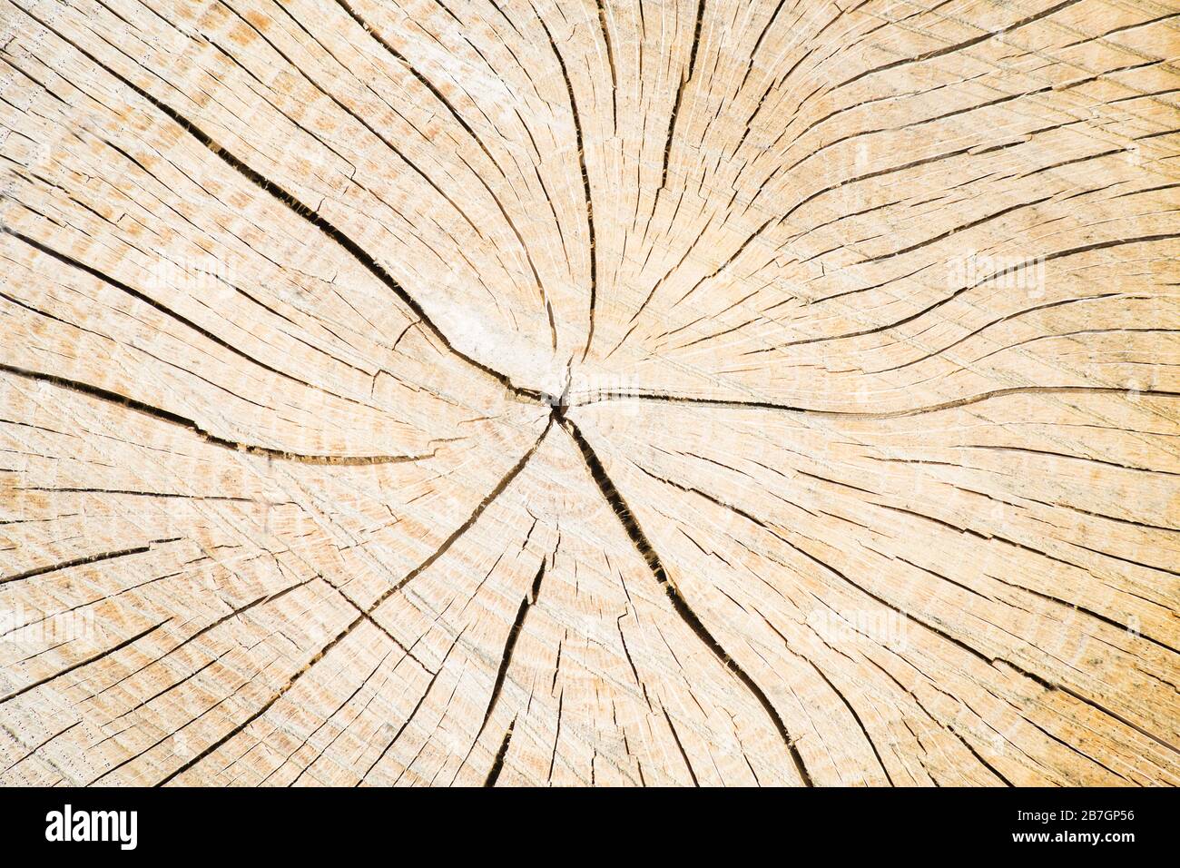 Un tronco di legno tagliato dove è possibile vedere gli anelli, per sfondo o invito Foto Stock