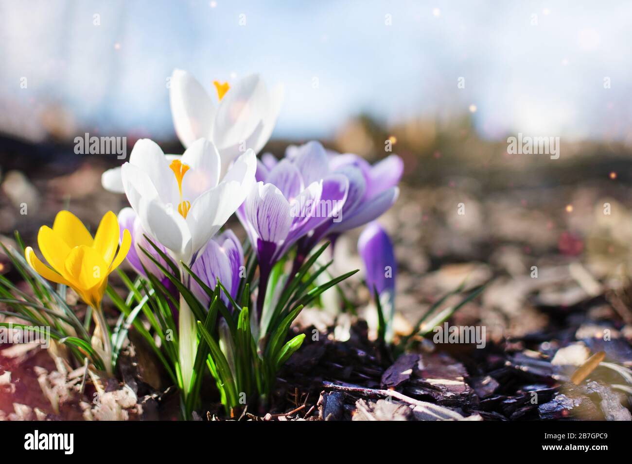 Croci di primavera multicolore nella prima mattina all'aperto. Fiori primaverili in erba con bokeh chiaro. Primavera fiori sfondo. Foto Stock